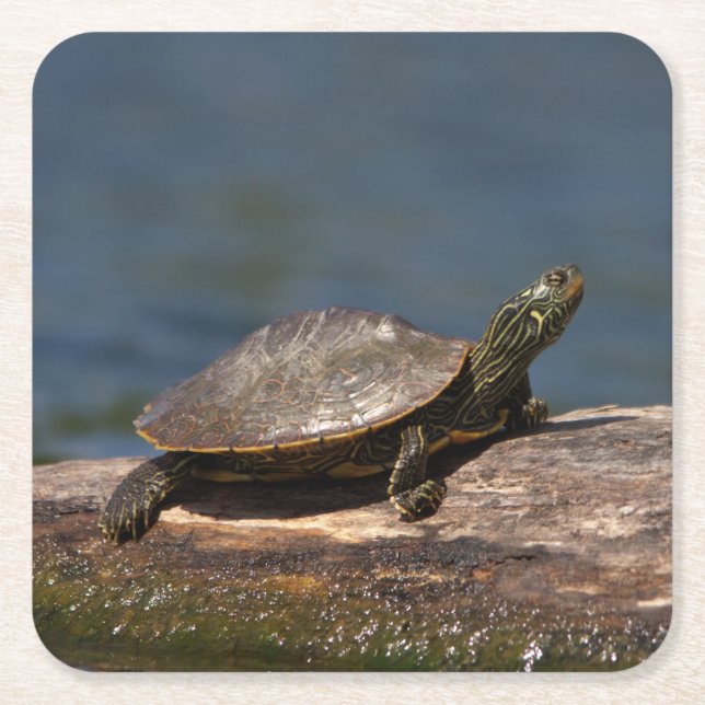 Painted turtle on a log square paper coaster (Front)