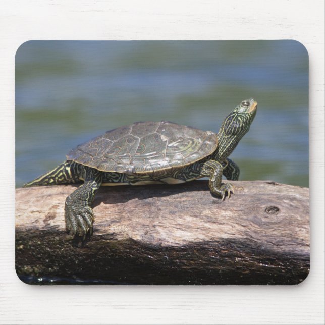 Painted Turtle on a sunny day Mouse Pad (Front)
