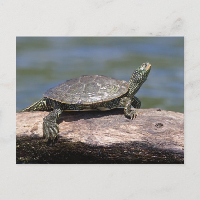 Painted Turtle on a sunny day Postcard (Front)