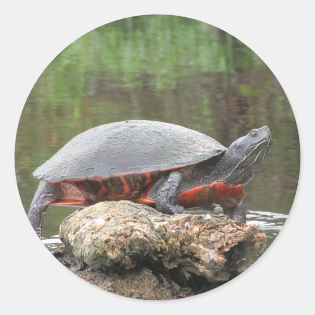 Painted Turtle Photo Classic Round Sticker (Front)