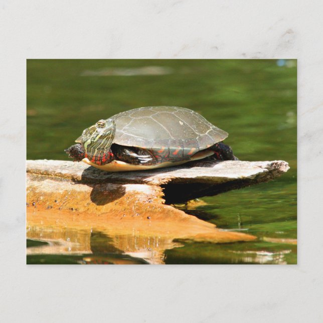 Painted Turtle Postcard (Front)
