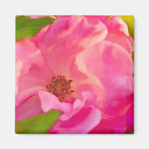 Painterly Abstract Pink Knockout Rose Magnet