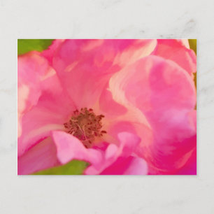 Painterly Abstract Pink Knockout Rose Postcard