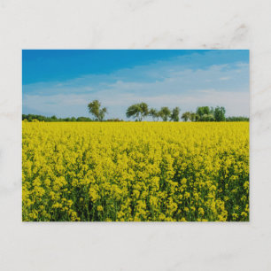 Painting of yellow flowers field postcard