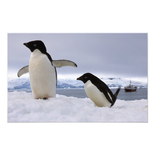 Pair Adelie penguins Antarctica Photo Print (Front)