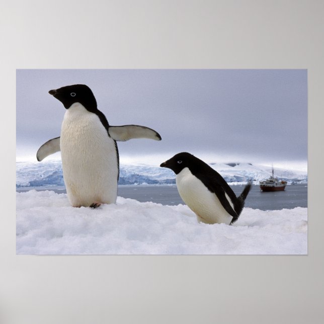 Pair Adelie penguins Antarctica Poster (Front)