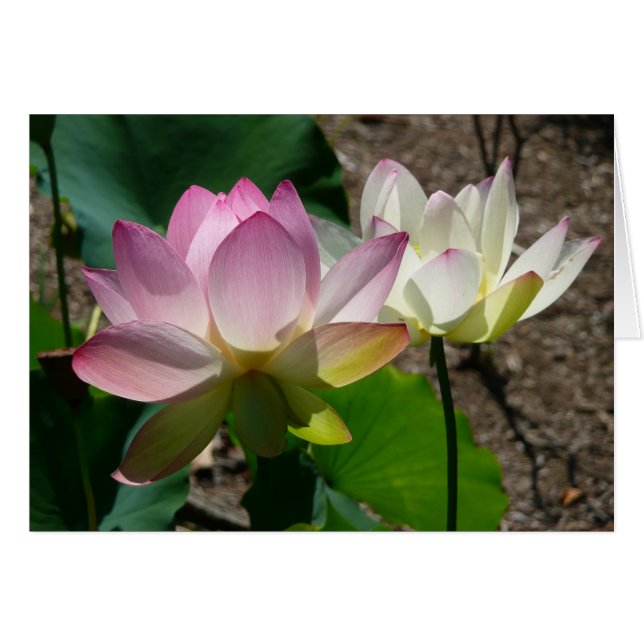 Pair de Lotus (Devant horizontal)