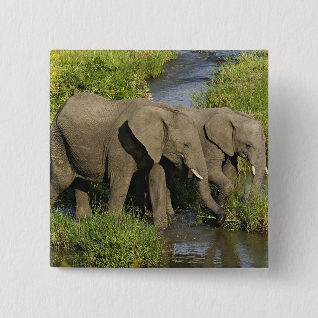 Pair of African Elephants Masai Mara 2 Inch Square Button (Front)