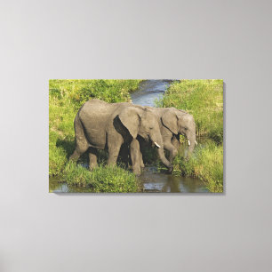 Pair of African Elephants Masai Mara Canvas Print