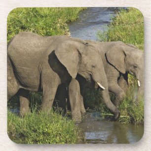 Pair of African Elephants Masai Mara Coaster