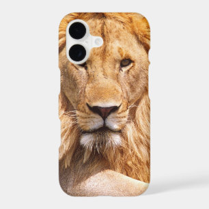 Pair of African Lions, Panthera leo, Tanzania