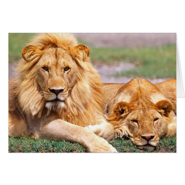 Pair of African Lions, Panthera leo, Tanzania (Front Horizontal)