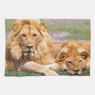 Pair of African Lions, Panthera leo, Tanzania Kitchen Towel