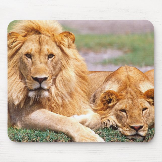 Pair of African Lions, Panthera leo, Tanzania Mouse Pad (Front)