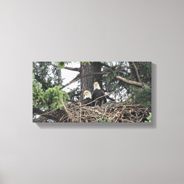 Pair of Bald Eagles protecting the nest Canvas Print (Front)