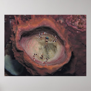 Pair of Banded Cleaner Shrimp Poster