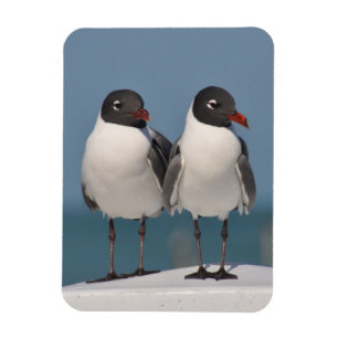 Pair of Black Headed Gulls Magnet