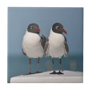 Pair of Black Headed Gulls Tile