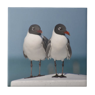 Pair of Black Headed Gulls Tile