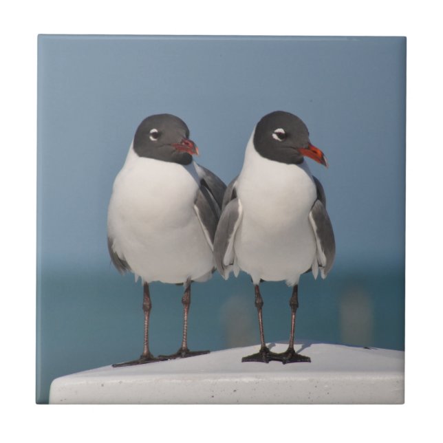 Pair of Black Headed Gulls Tile (Front)