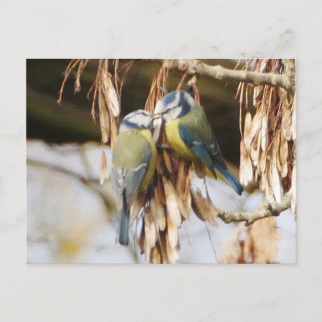 Pair of Blue Tit Birds Postcard (Front)