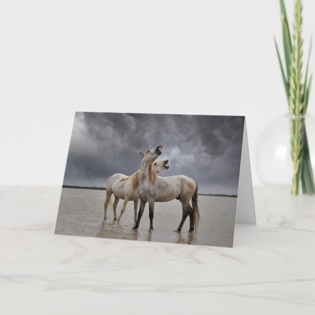 Pair of Camargue Horse Stallions, Southern France Card (Front)