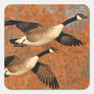 Pair of Canada Geese In Flight Square Sticker
