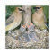 Pair of Cedar Waxwings with young