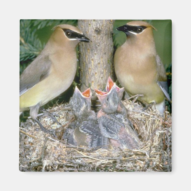 Pair of Cedar Waxwings with young Magnet (Front)