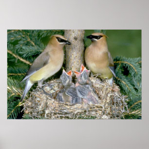 Pair of Cedar Waxwings with young Poster