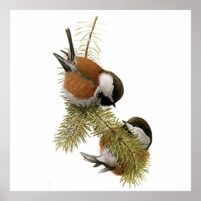 Pair of Chestnut-backed Chickadee on Pine Tree Poster (Front)