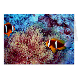 Pair of Clown in Exotic Anemonie