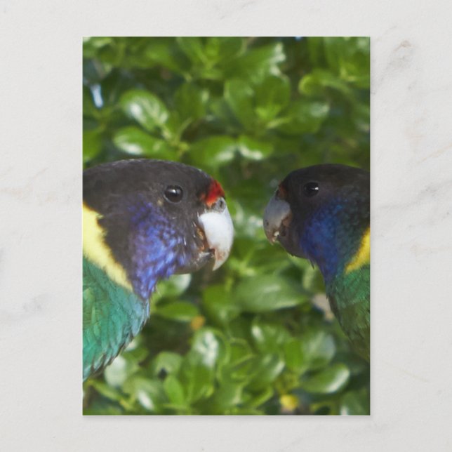 Pair of cocky's 28's postcard (Front)
