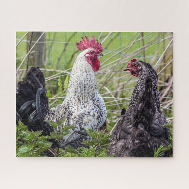 pair of colorful cockerels jigsaw puzzle (Horizontal)