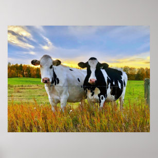 Pair of Cows in the Pasture Poster