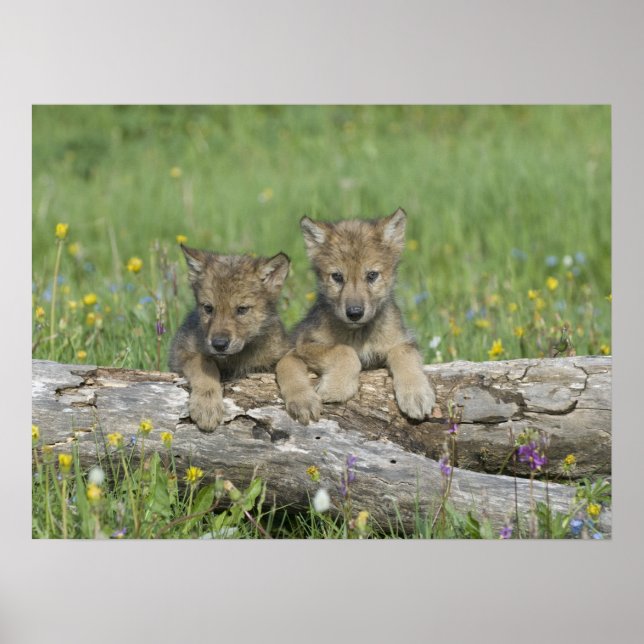 Pair of Cute Wolf Cubs Poster (Front)