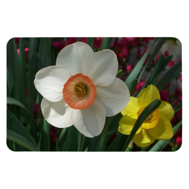 Pair of Daffodils Pink and Yellow Spring Flowers Magnet (Horizontal)