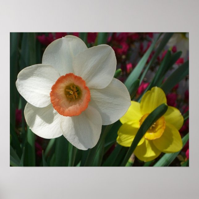 Pair of Daffodils Pink and Yellow Spring Flowers Poster (Front)