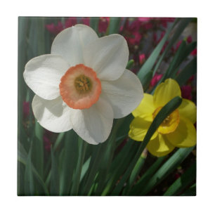 Pair of Daffodils Pink and Yellow Spring Flowers Tile