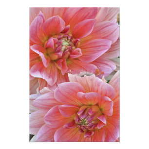 Pair of Dahlia flowers, Dahlia spp. , Photo Print