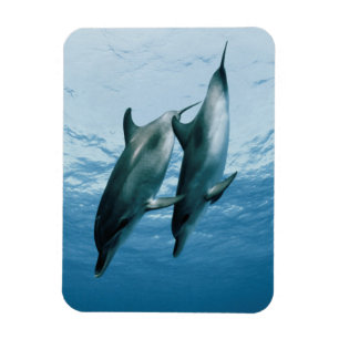 Pair of Dolphins Magnet