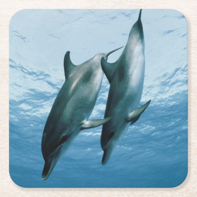 Pair of Dolphins Square Paper Coaster (Front)