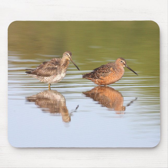 Pair of Dowitchers Mouse Pad (Front)