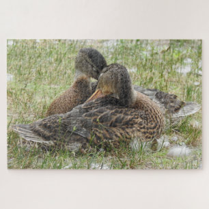 Pair of Ducks Canoodling - Love and Affection Jigsaw Puzzle