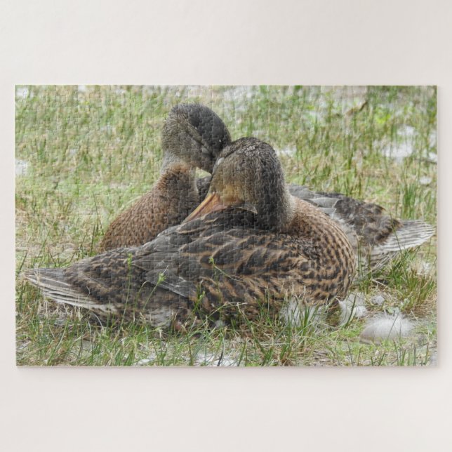 Pair of Ducks Canoodling - Love and Affection Jigsaw Puzzle (Horizontal)