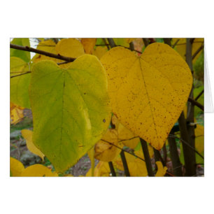 Pair of Fall Redbud Leaves Autumn Photography
