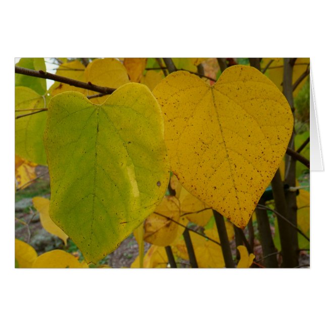 Pair of Fall Redbud Leaves Autumn Photography (Front Horizontal)