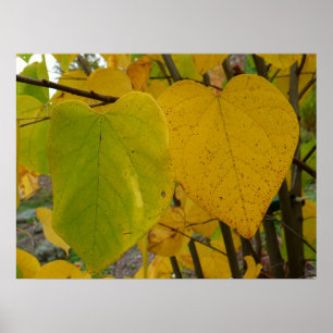 Pair of Fall Redbud Leaves Autumn Photography Poster