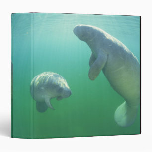 Pair of florida manatees swimming binder
