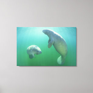 Pair of florida manatees swimming canvas print
